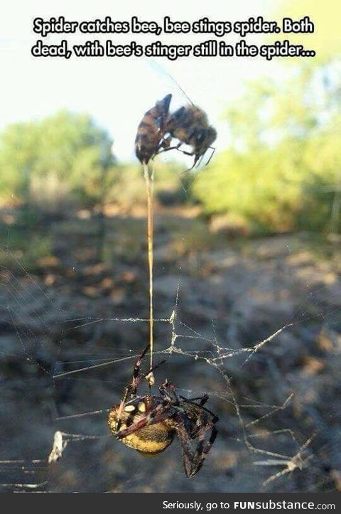 Spider catches bee, bee stings spider. Both dead, with bee's stinger still in the