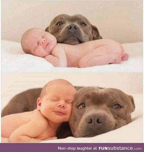 They are not dangerous if you raise them right and neither are Pit Bulls