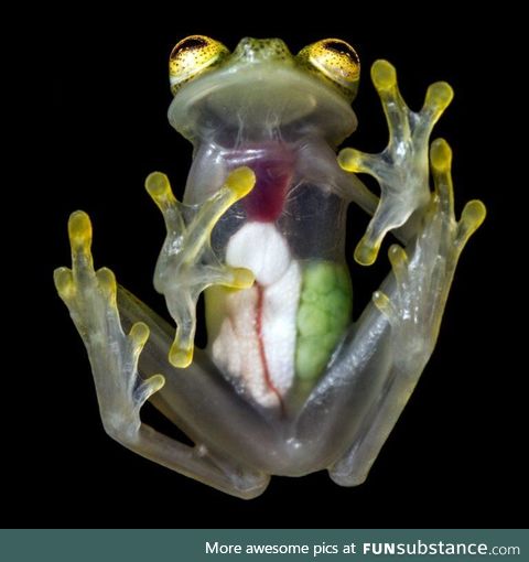 Froggo Fren #32/Spooktober Day 11 - Reticulated Glass Frog