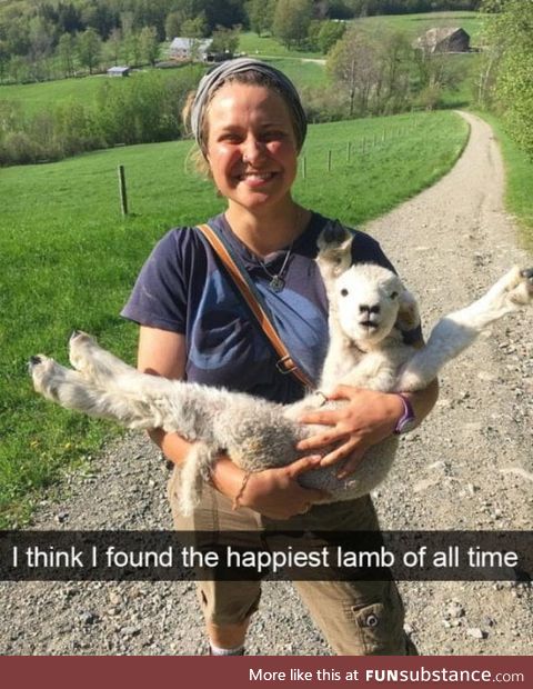 Happy lamb