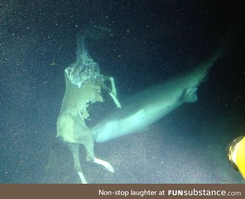 A horse getting eaten underwater