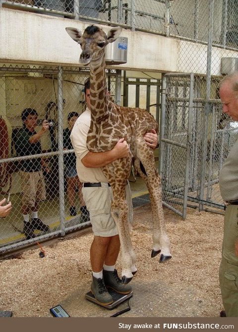 This is how you weigh a baby giraffe