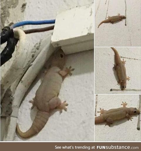 This is the chonkiest chonker lizard ever