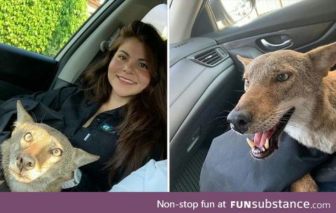 Woman in Mexico rescues an injured coyote from the road, thinking it was a dog