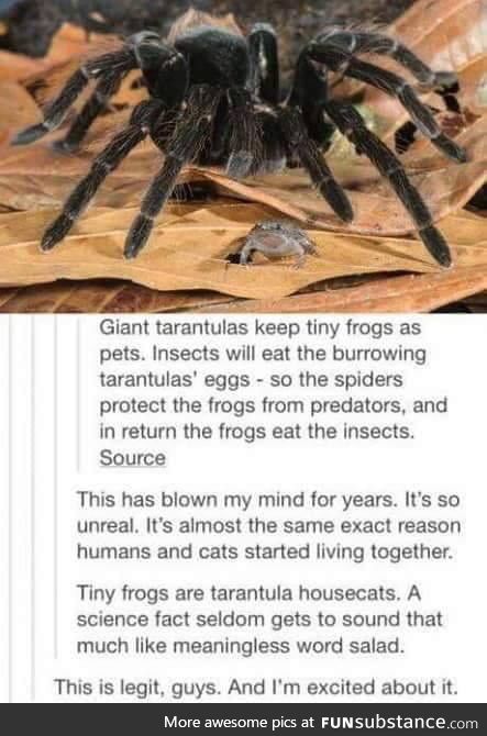 Spider and Frog bro's