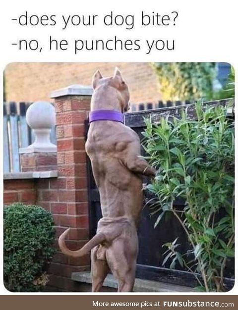 Dog punch
