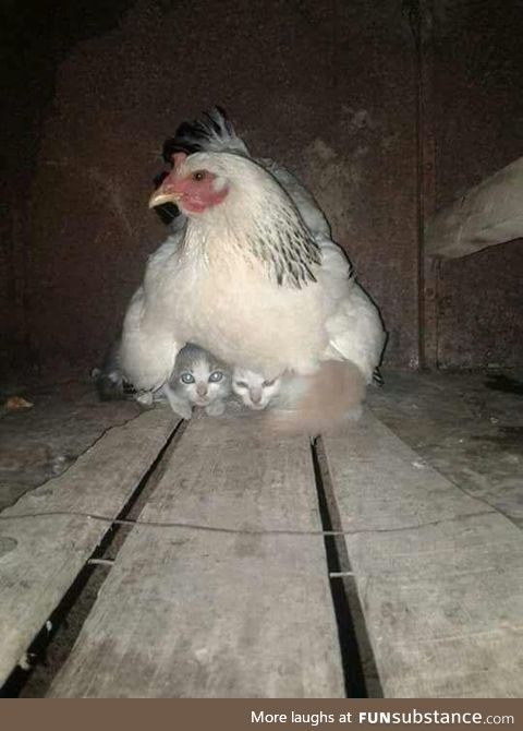 Hen taking care of kittens during storm