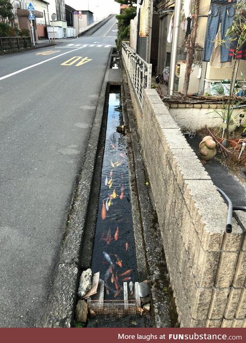 Drainage canals in Japan are so clean that koi fish live in them