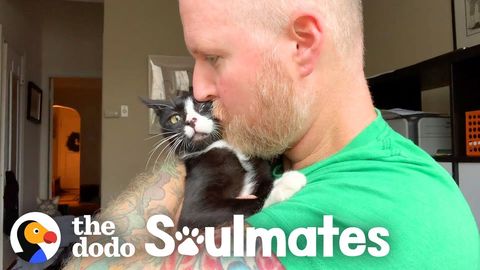 Zorro, the tri-pod cat, and the couple who are definitely not getting a third cat