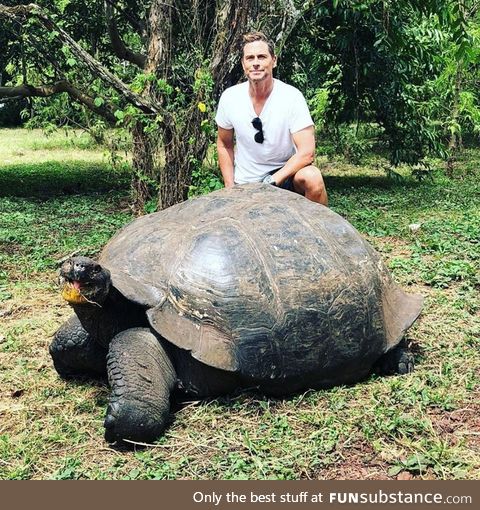 Just a couple of beautiful tortoises'