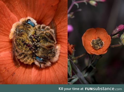 Did you know that bees sleep between 5-8 hours a day, sometimes in flowers? Also, they