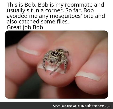 Spider of the year goes to : Bob