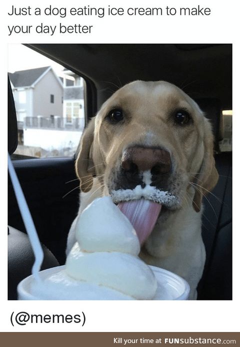 4.5/5 doctors agree Doggo Ice-cream mlems are some of the best medicine