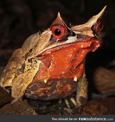 Froggo Fren #45/Spooktober Day 24 - Long-Nosed Horned Frog