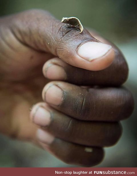 One of the smallest vertebrates in the world, the chameleon of Madagascar