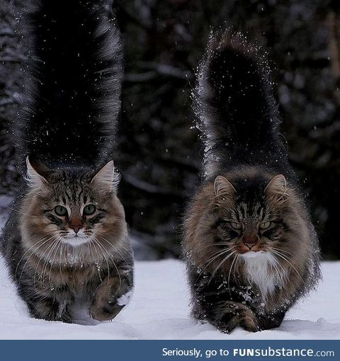 Snow cats