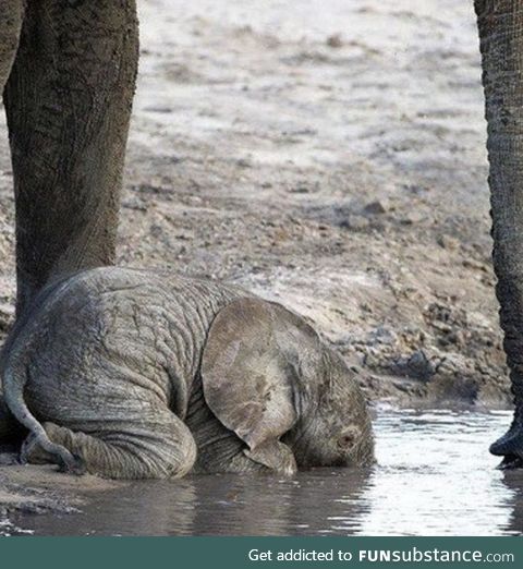 Young elephants don’t know how to use their trunks till around 10 months old