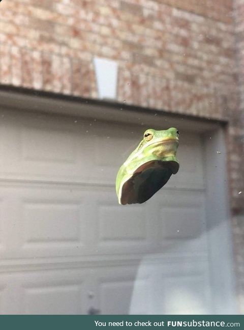 A frog sitting on a windshield