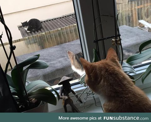 My cat watching the neighbors cat watching the neighbors cat