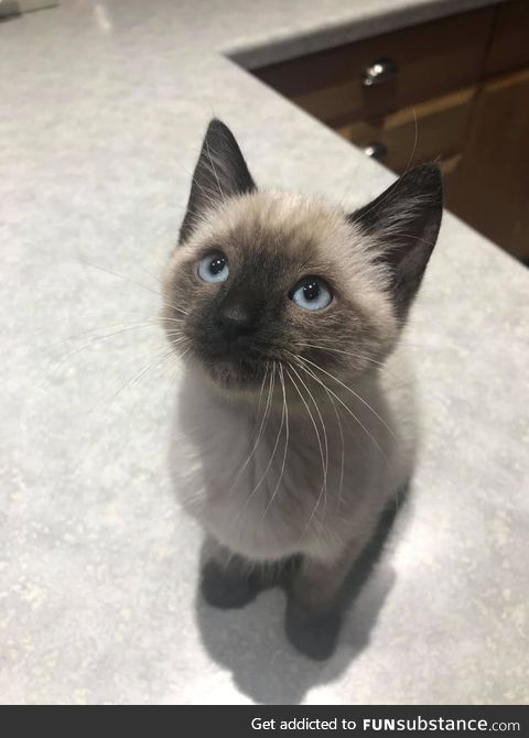 According to her owner, Toast the kitten was a very good girl at her very first vet