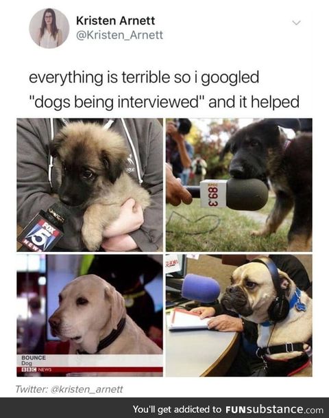 Dogs interview