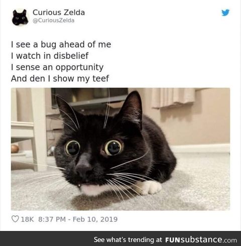 Zelda the cat