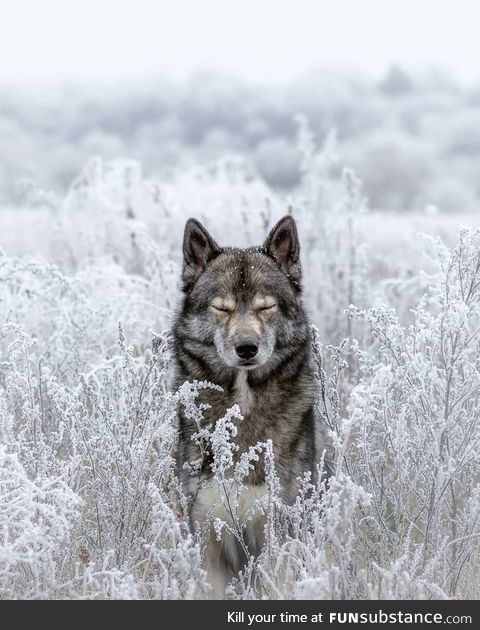 Wolves are beautiful