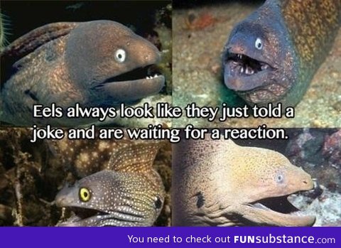 When eels tell jokes