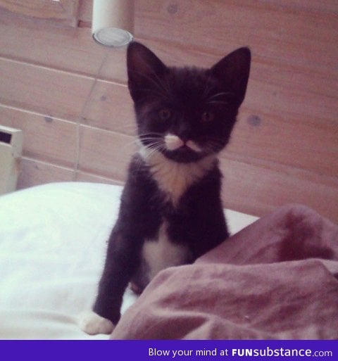 I got a new kitten. He's name is Ben, he got moustache and suit.
