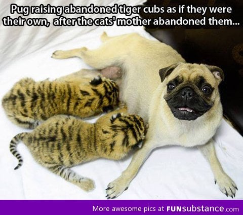 Tiger pugs