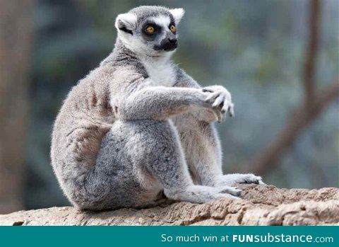 Lemurs: They sit like people