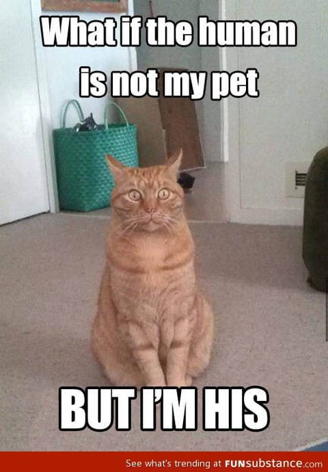 A cat's sudden realization