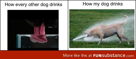 How dogs drink