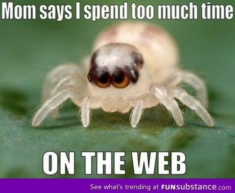 Punny spider