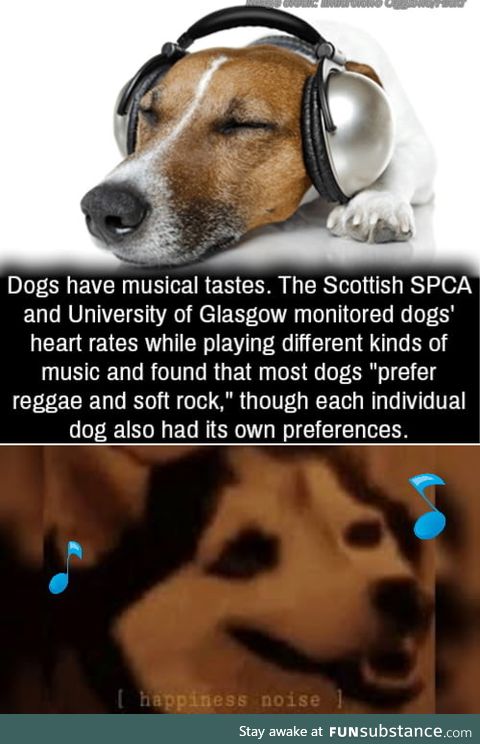 Play music for your doggo