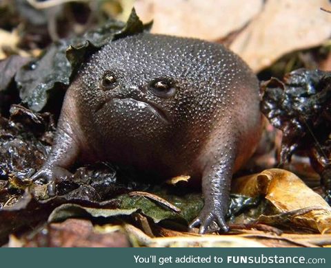 Meet Rain Frog: The World’s Grumpiest Frog