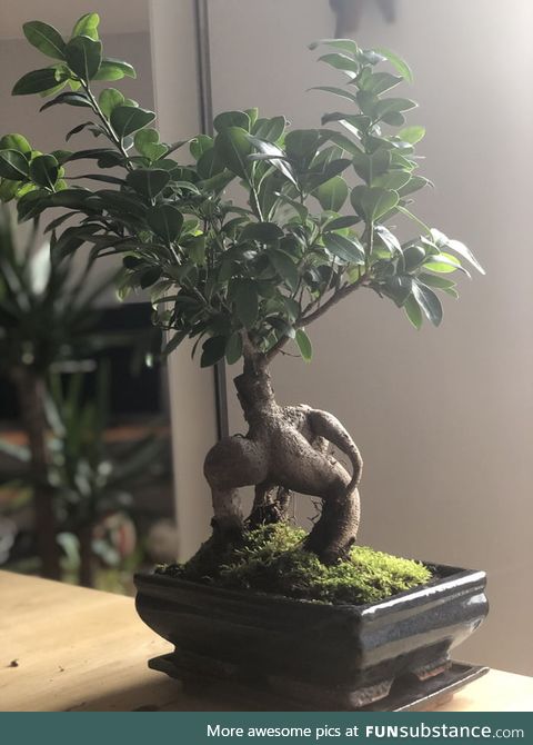 My (first) bonsai looks like he is scratching his ass