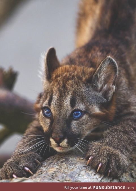 A young cougar