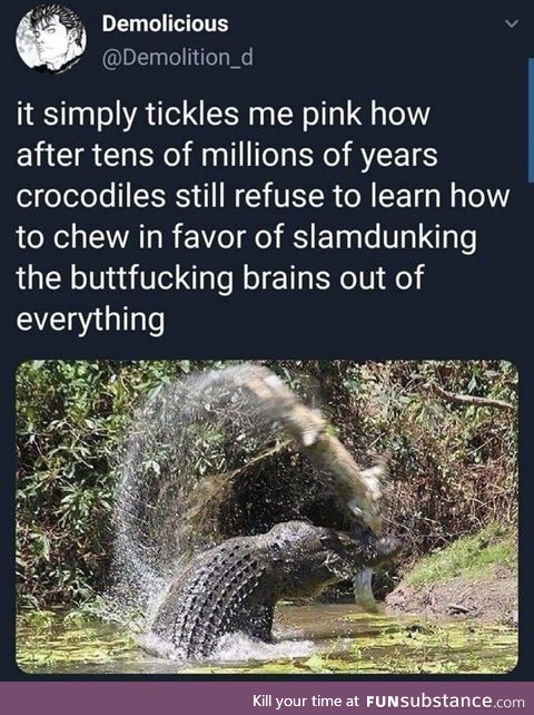 And that's why crocs are awesome