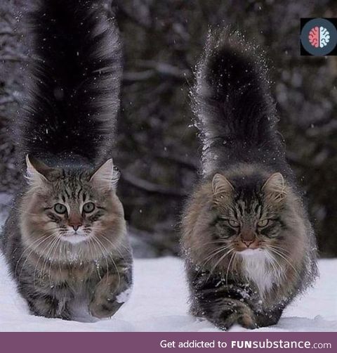 Forrest cat... Male(right) and female... Well thanks Norway