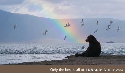 Bears enjoy their surroundings from time to time