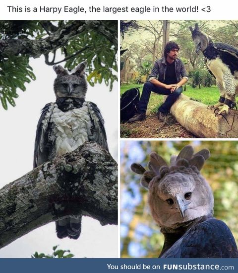 The Harpy Eagle is an absolute unit