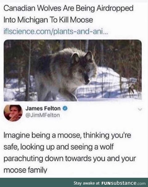 Moose moose
