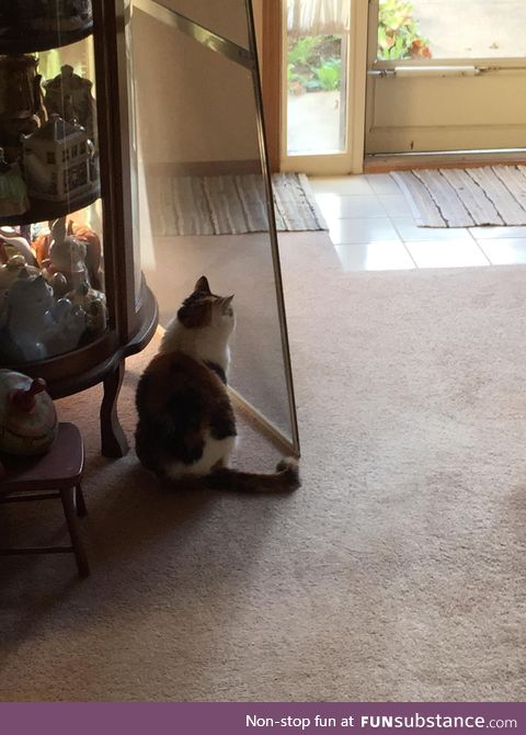 Putting in screen doors for warmer weather, my cat thinks I moved the door