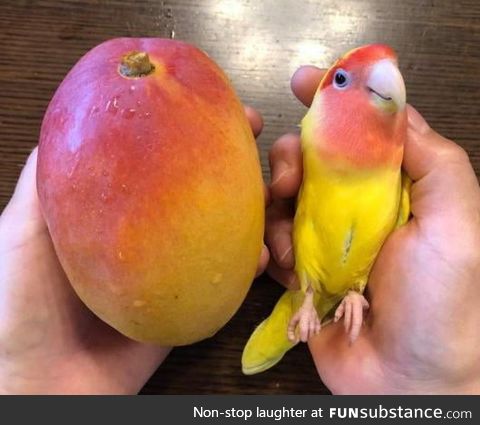 The colors on these 2 Mangoes