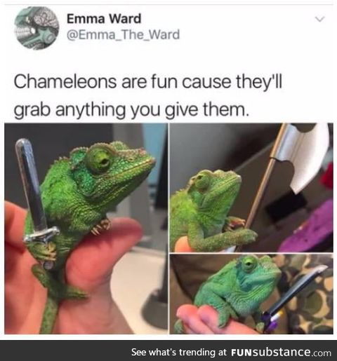 Chameleons make me happy :D