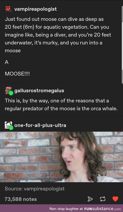 Hello aqua moose