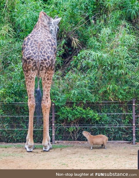 Have you ever seen a Capybara standing next to a Giraffe?