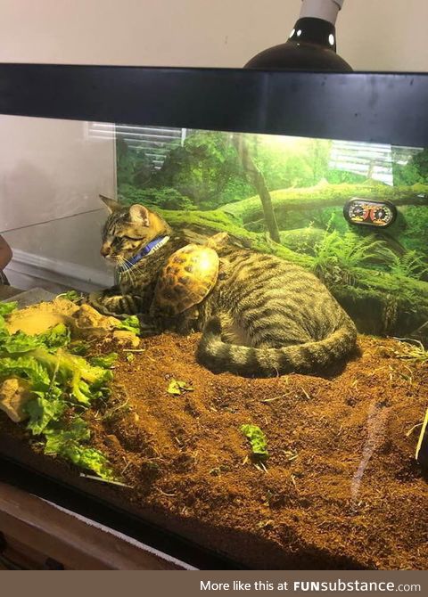 When the cat becomes best friends with the turtle