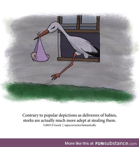 Fact about storks
